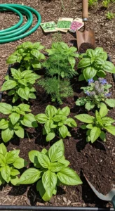 annual-herbs-list-featured.jpg