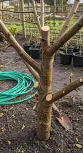 apple-pruning-guide-featured.jpg