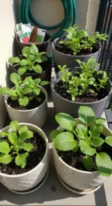 Balcony Vegetable Garden: Match Crops to Your Space Constraints Using This Decision Grid - Visual Guide Part 1