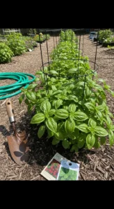 basil-growing-tips-featured.jpg