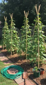 Beans on Trellis: Decision Grid to Match Your Space, Wind Exposure, and Budget to the Right Support System - Visual Guide Part 1