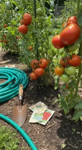 best-tomato-varieties-featured.jpg