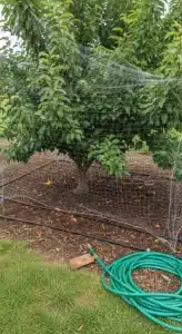 bird-netting-fruit-trees-featured.jpg