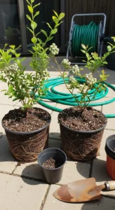blueberries-in-containers-featured.jpg