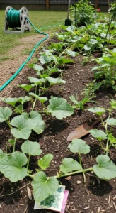 cantaloupe-companion-plants-featured.jpg