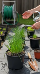 chives-in-containers-featured.jpg