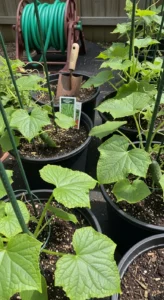 cucumbers-in-containers-featured.jpg