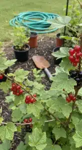 currants-and-gooseberries-featured.jpg