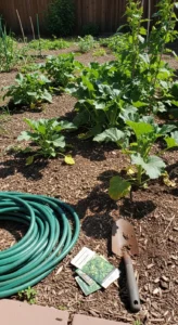Drought Tolerant Vegetables: Root Depth and Climate Threshold Decision Grid for Reliable Harvests - Visual Guide Part 1