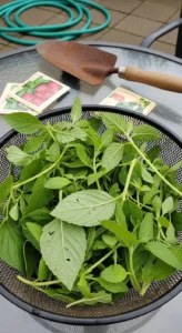 drying-herbs-in-air-fryer-featured.jpg