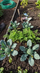Fall Vegetable Garden: The Decision Grid for Crops That Match Your Frost Dates and Soil Temps - Visual Guide Part 1