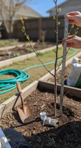 Fruit Tree Fertilizing: 3-Branch Decision Grid Using Shoot Growth and Soil Test Results - Visual Guide Part 1