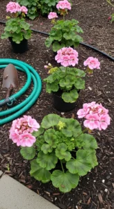 geranium-care-featured.jpg