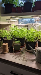 grow-lights-for-herbs-featured.jpg