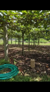 hardy-kiwi-trellis-featured.jpg