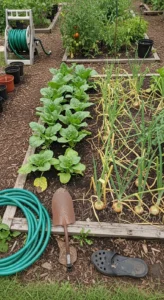 harvesting-vegetables-featured.jpg