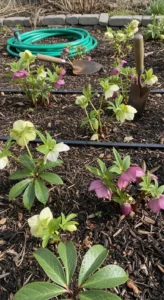 hellebores-featured.jpg