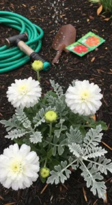 moon-garden-featured.jpg