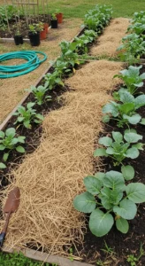 mulching-vegetable-garden-featured.jpg