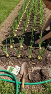 onions-and-garlic-featured.jpg