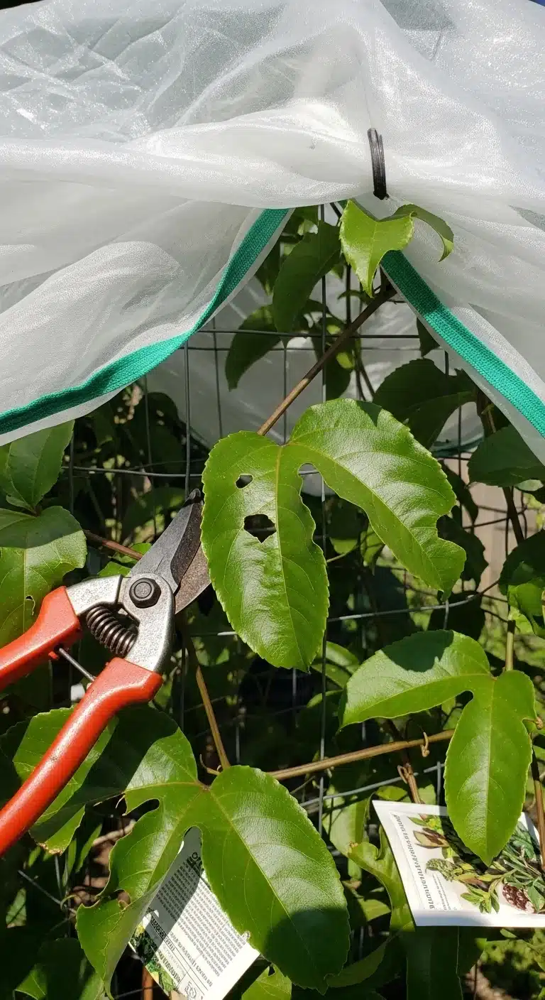 passionfruit-vine-care-cold-protection.jpg