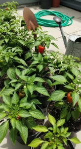 peppers-in-pots-featured.jpg