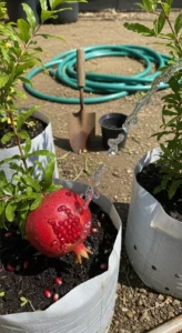 Pomegranate Container Growing: 9 Variety and Pot Combos That Trigger Reliable Fruit Set Through Root Restriction - Visual Guide Part 1