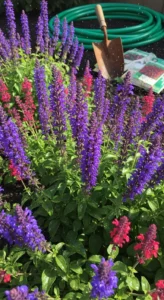 Salvia Varieties: Use This Decision Grid to Select Types That Match Your Garden Conditions - Visual Guide Part 1