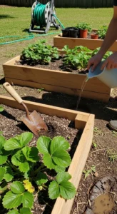 strawberry-raised-beds-featured.jpg