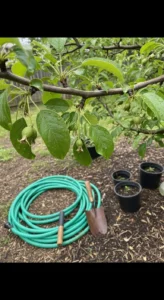thinning-fruit-trees-featured.jpg