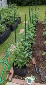 tomato-growing-guide-selecting-tomato-varieties.jpg