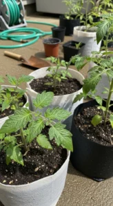 tomatoes-in-containers-featured.jpg