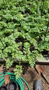 watermelon-pruning-featured.jpg
