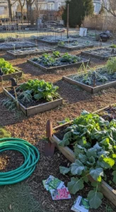 winter-vegetable-gardening-featured.jpg