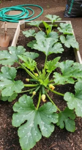 zucchini-in-raised-beds-featured.jpg