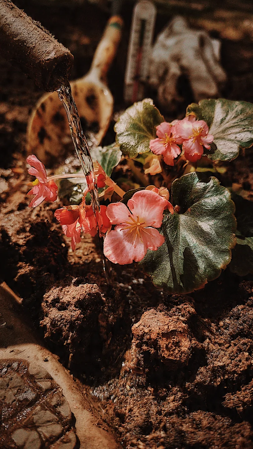 apartment-flowers-wax-begonia