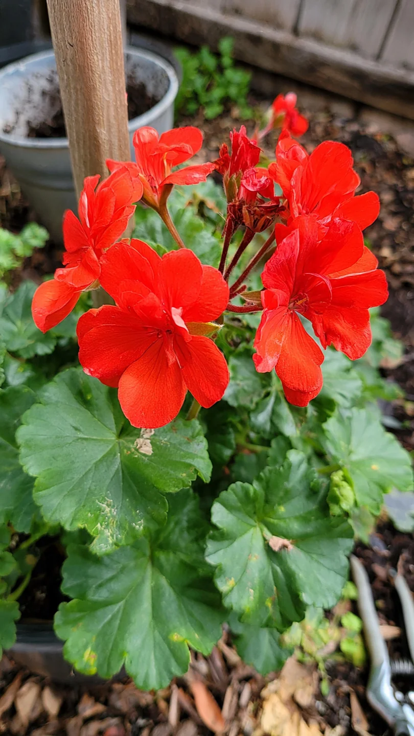 apartment-flowers-zonal-geranium