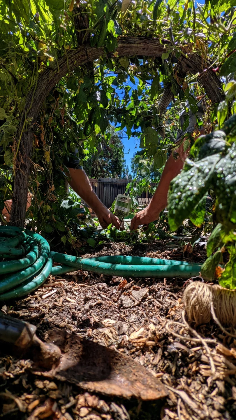 arbor-ideas-featured.jpg