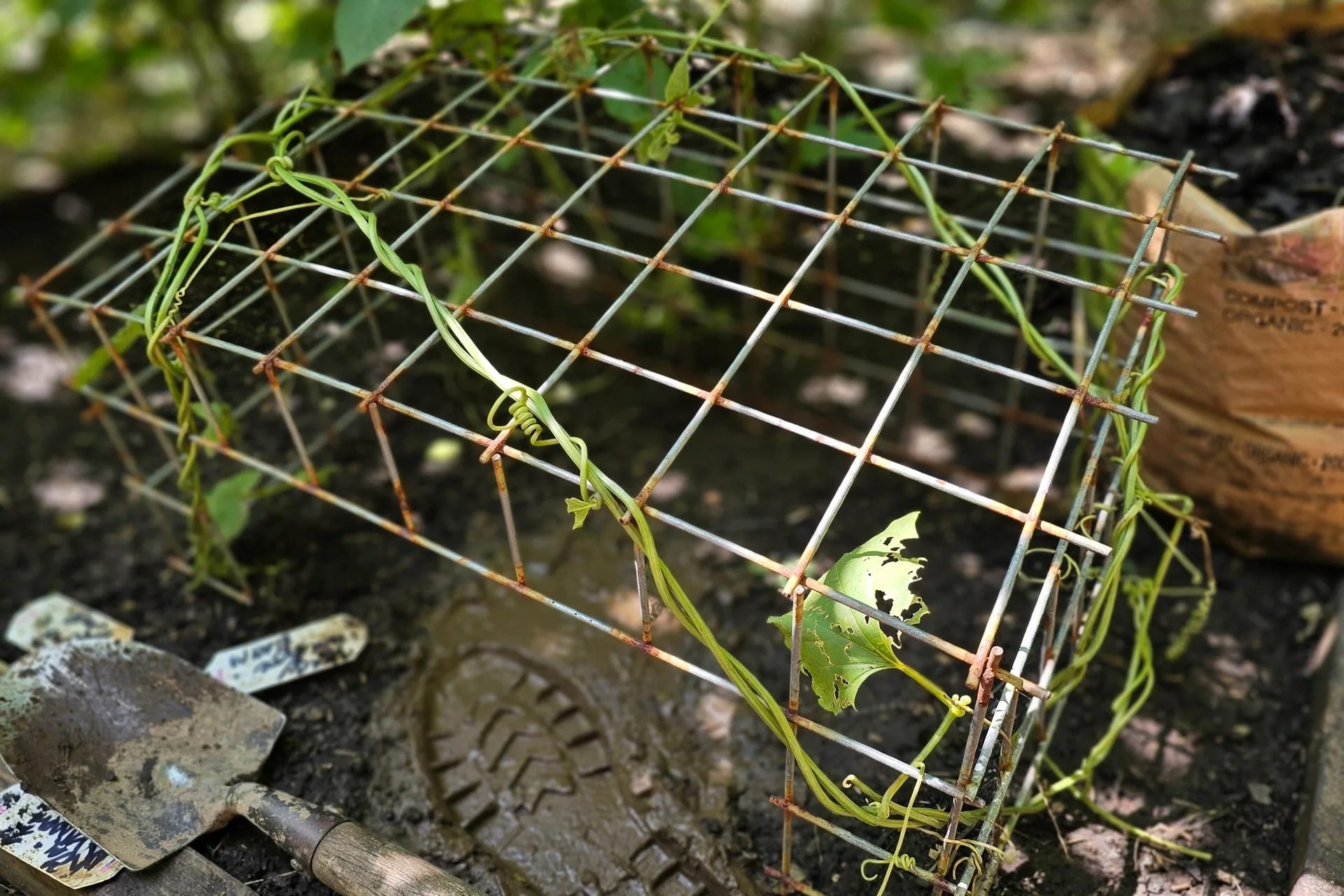 arbor-ideas-open-top-wireframe-arbor