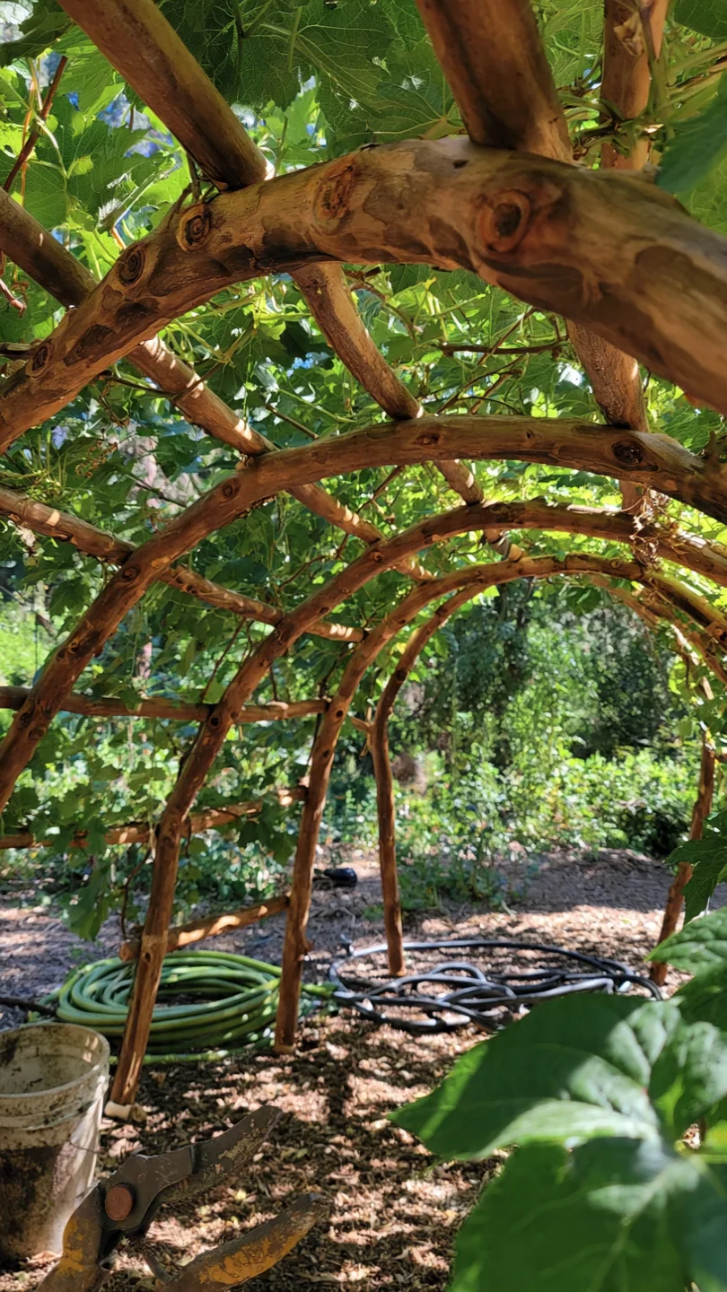 arbor-ideas-curved-wooden-vine-arbor