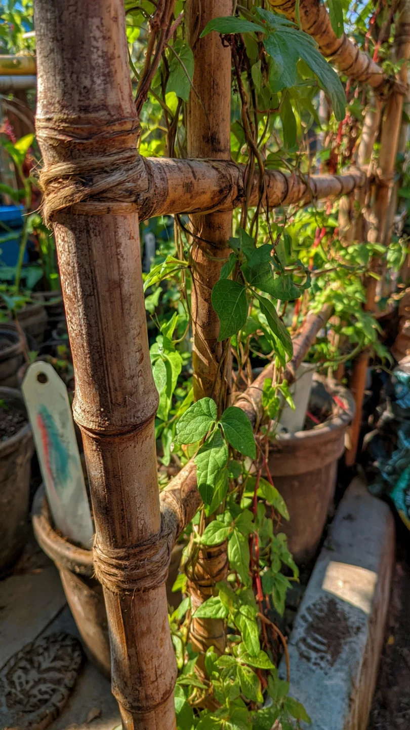 arbor-ideas-low-profile-bamboo-arbor