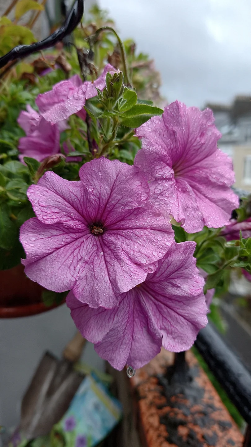 balcony-flowers-petunias
