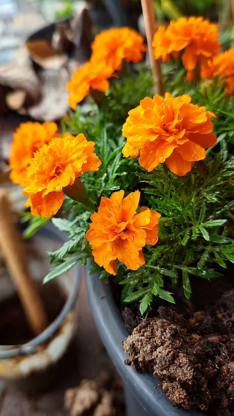 balcony-flowers-marigolds