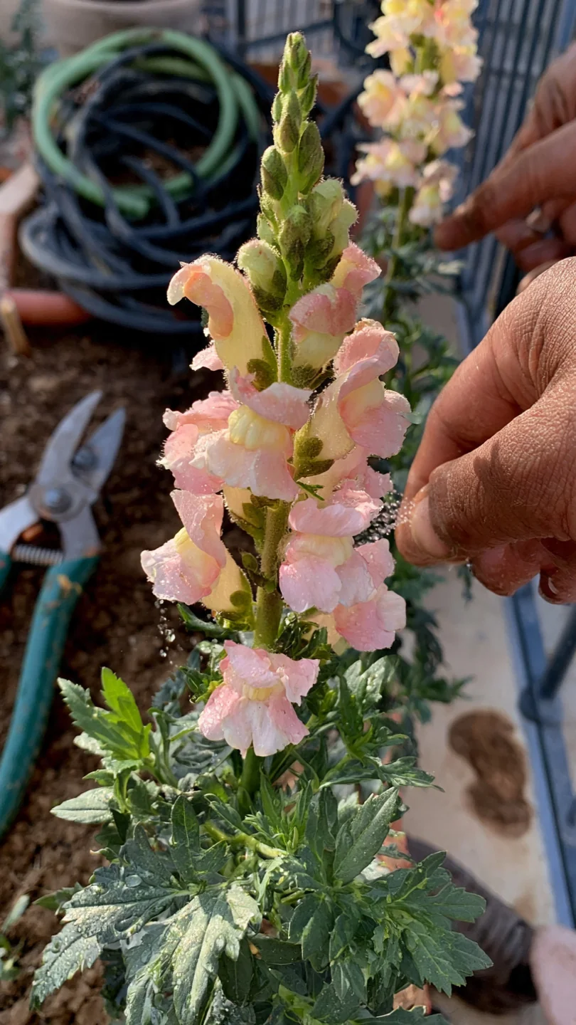 balcony-flowers-snapdragons