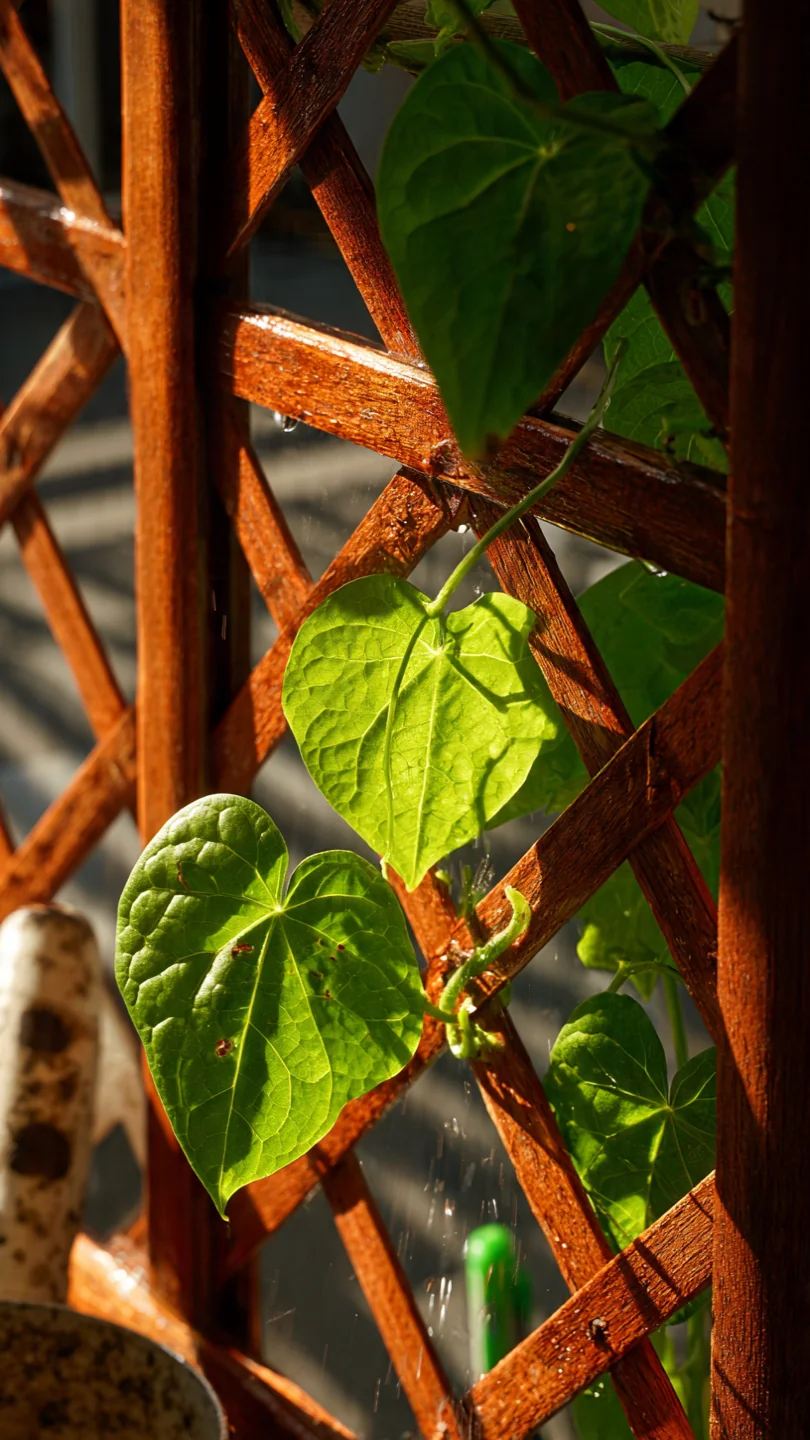 balcony-garden-ideas-tiered-low-light-shelving