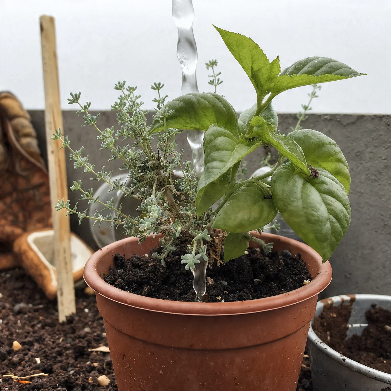 basil-in-pots-thyme-companion