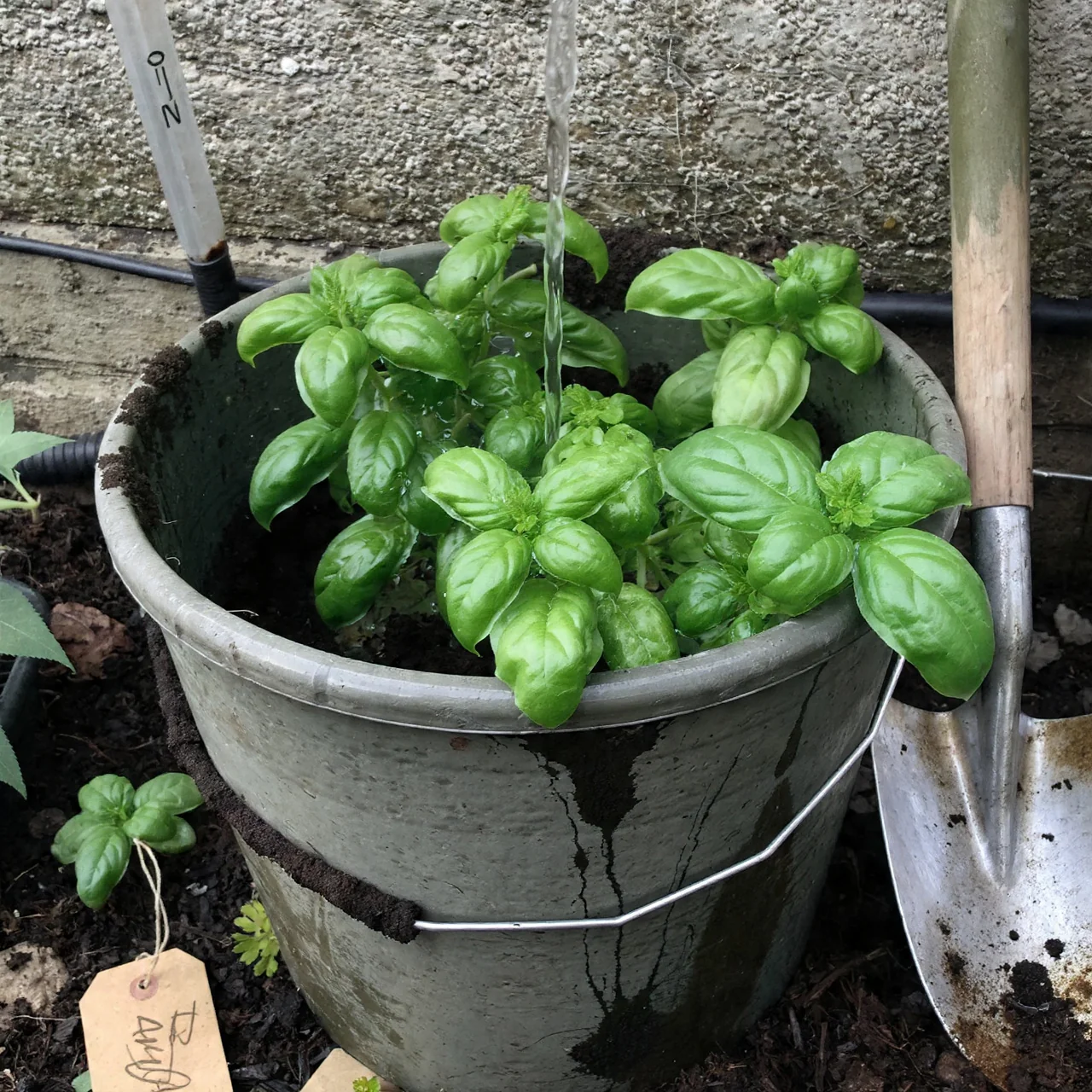 basil-in-pots-five-gallon-bucket