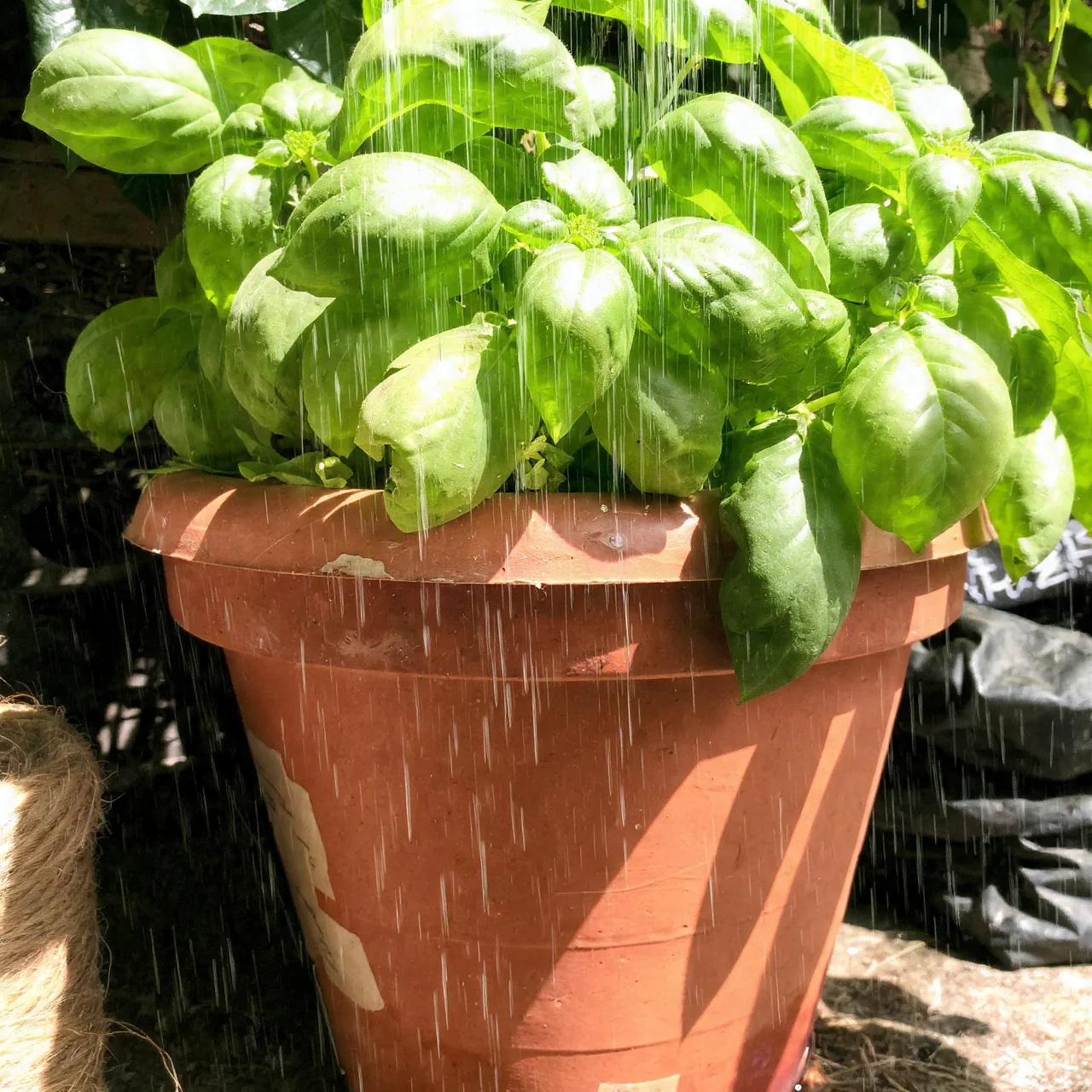 basil-in-pots-terracotta-pot