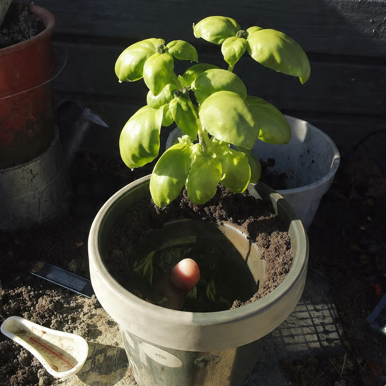 basil-in-pots-self-watering-reservoir