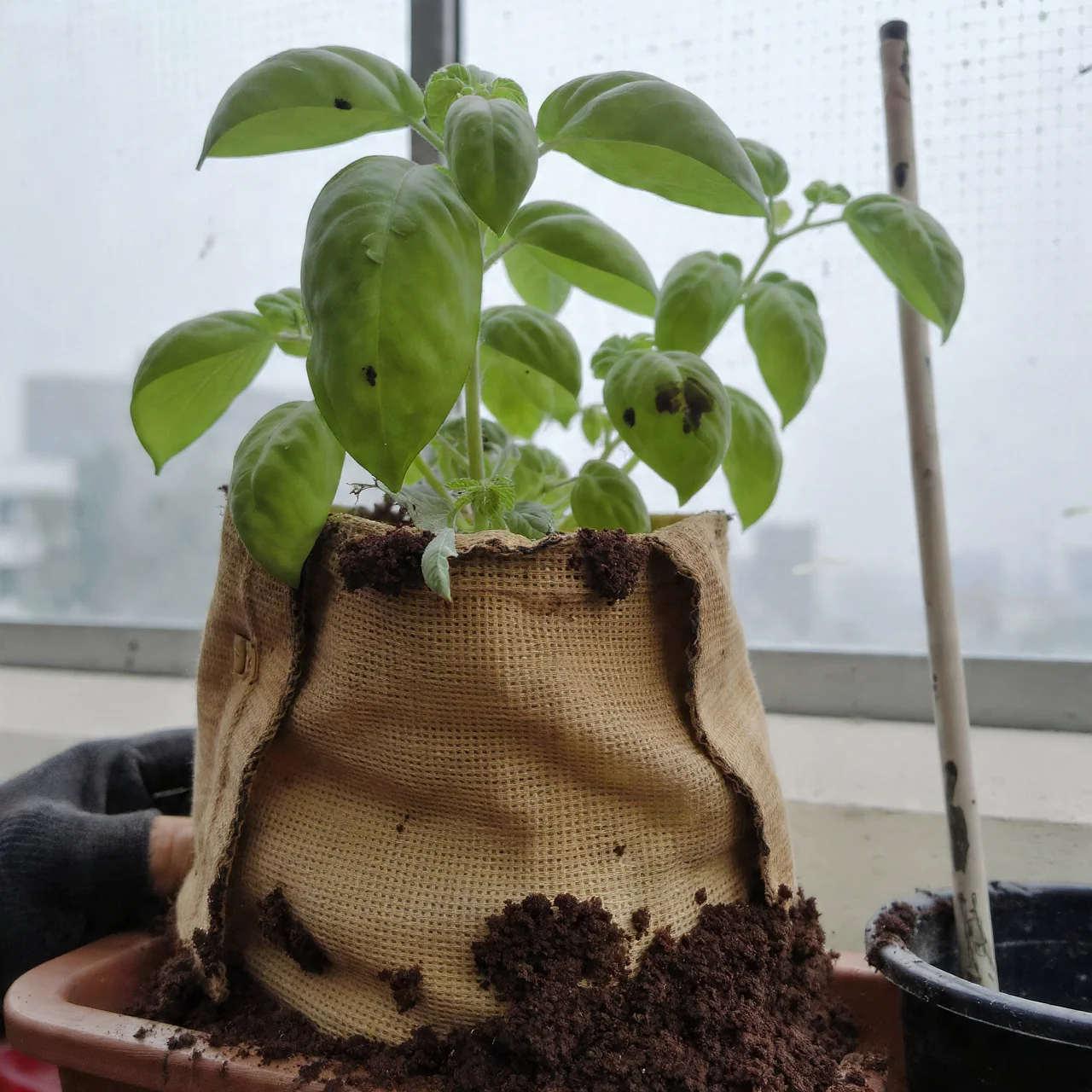 basil-in-pots-fabric-grow-bag